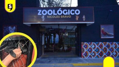 monos araña Zoológico de Tulancingo