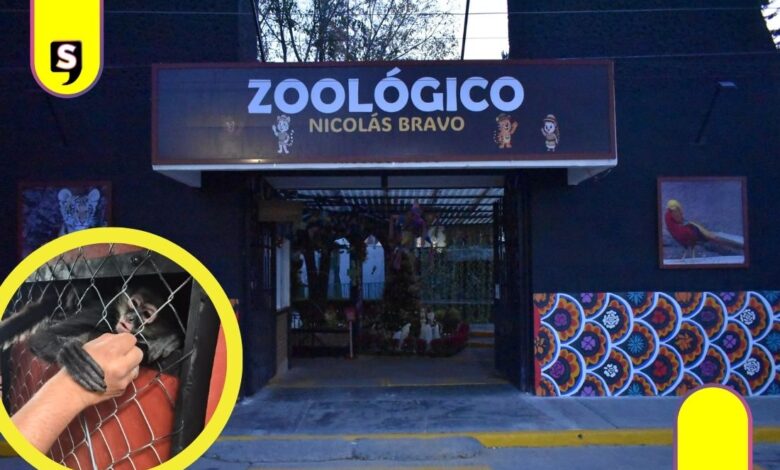monos araña Zoológico de Tulancingo