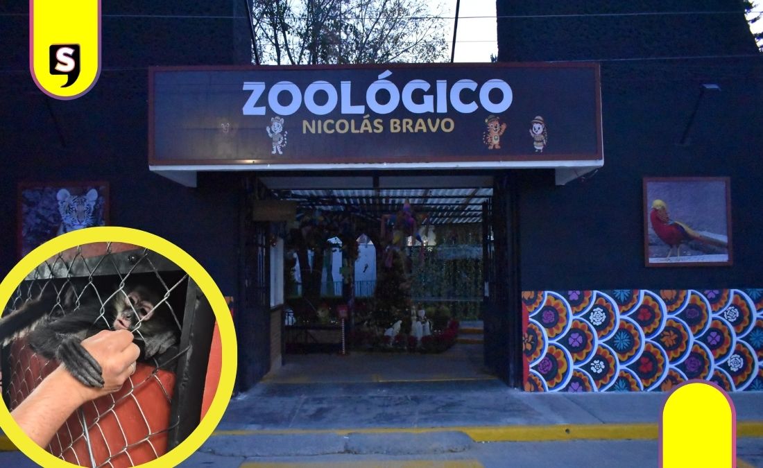 monos araña Zoológico de Tulancingo