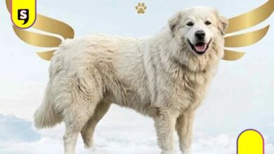 perro Rocky Saltillo