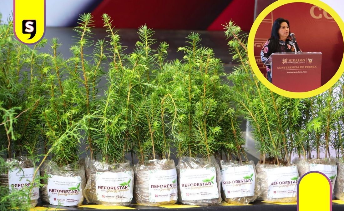2.6 millones de plantas Hidalgo