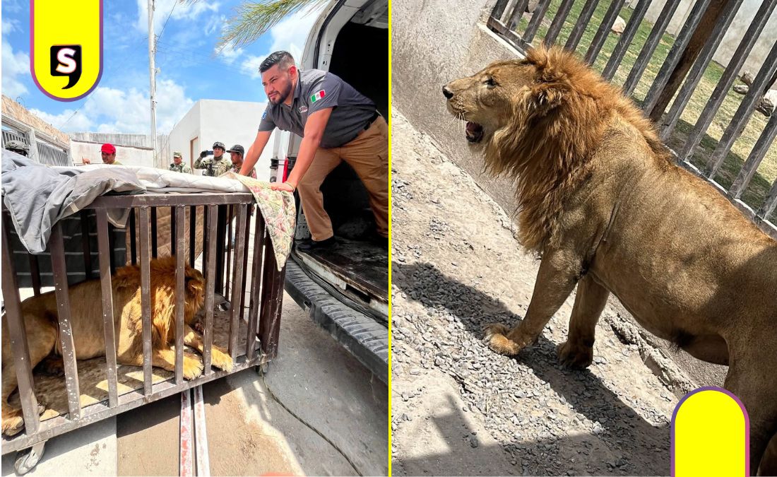 león africano abandonado Matamoros