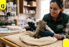 Curso en Rehabilitación de Fauna Silvestre 2026