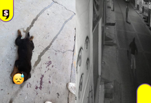 ¡Otra vez! Reportan nuevo caso de maltrato animal en Santiago Tulantepec