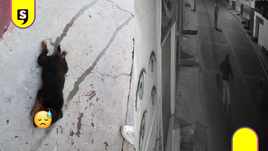 ¡Otra vez! Reportan nuevo caso de maltrato animal en Santiago Tulantepec