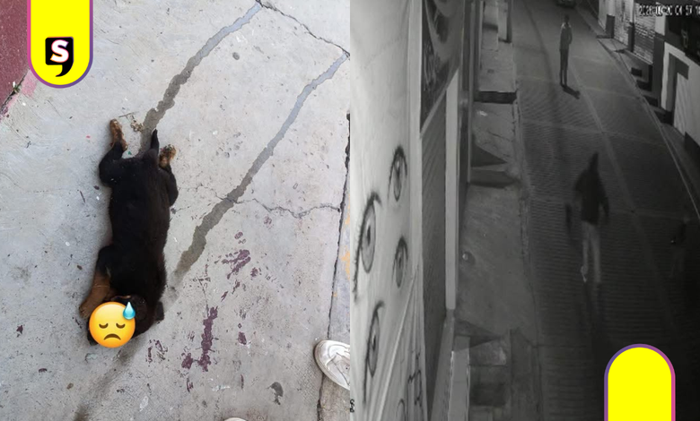 ¡Otra vez! Reportan nuevo caso de maltrato animal en Santiago Tulantepec