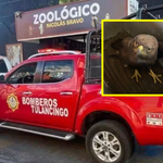Rescatan águila negra tras reporte de vecinos en Tulancingo