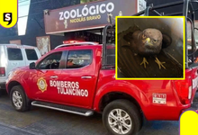 Rescatan águila negra tras reporte de vecinos en Tulancingo