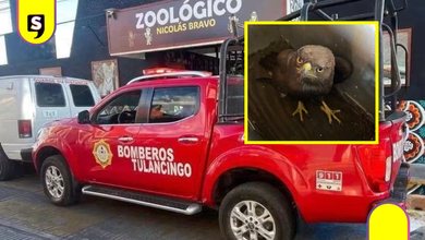 Rescatan águila negra tras reporte de vecinos en Tulancingo