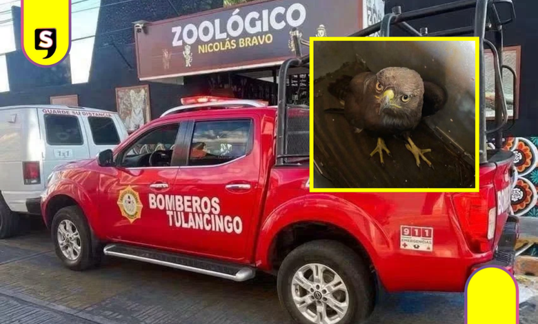 Rescatan águila negra tras reporte de vecinos en Tulancingo