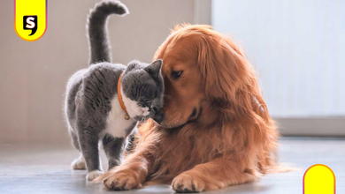 Nueva ley en México reconoce a los animales como seres sintientes