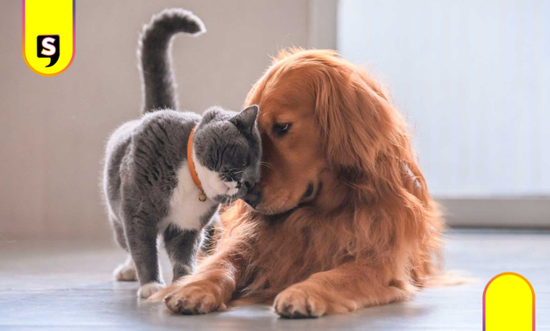 Nueva ley en México reconoce a los animales como seres sintientes