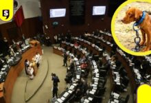 Senado aprueba ley contra maltrato animal