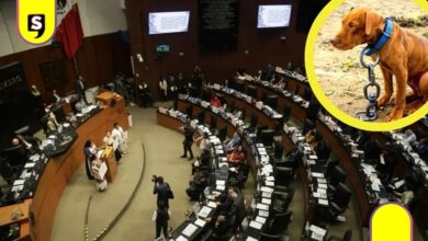 Senado aprueba ley contra maltrato animal