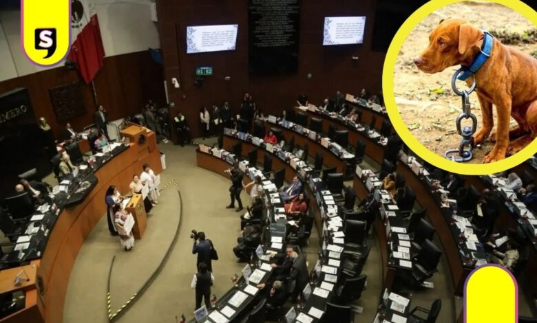 Senado aprueba ley contra maltrato animal