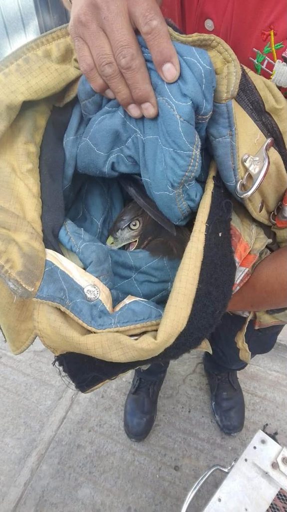 Rescatan águila negra tras reporte de vecinos en Tulancingo