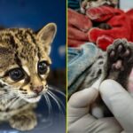 tigrilla lucha por recuperarse en Unidad de Fauna de Pachuca