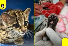 tigrilla lucha por recuperarse en Unidad de Fauna de Pachuca
