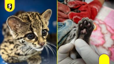 tigrilla lucha por recuperarse en Unidad de Fauna de Pachuca