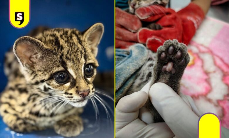tigrilla lucha por recuperarse en Unidad de Fauna de Pachuca