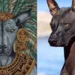 CDMX prepara el primer Festival del Xoloitzcuintle