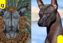 CDMX prepara el primer Festival del Xoloitzcuintle