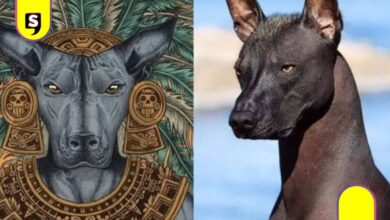 CDMX prepara el primer Festival del Xoloitzcuintle