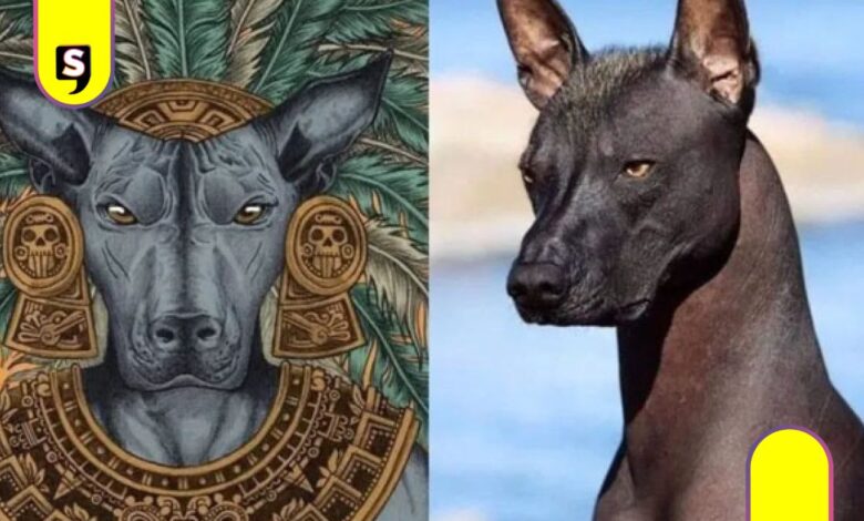 CDMX prepara el primer Festival del Xoloitzcuintle