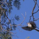 Ecatepec será reconocida como Ciudad de las Aves