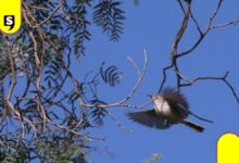 Ecatepec será reconocida como Ciudad de las Aves