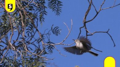 Ecatepec será reconocida como Ciudad de las Aves