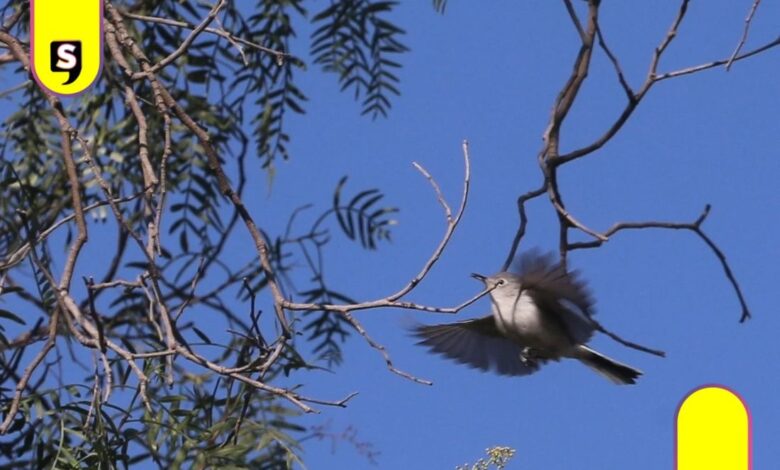 Ecatepec será reconocida como Ciudad de las Aves