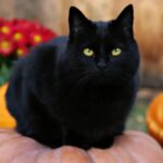 Gatos negros en peligro