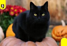 Gatos negros en peligro
