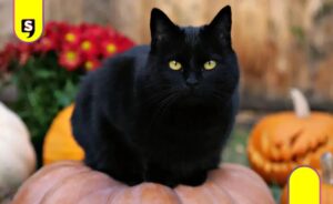 Gatos negros en peligro