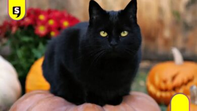 Gatos negros en peligro
