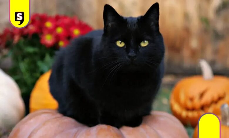 Gatos negros en peligro