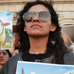 Llama Jauría de Balú a dar certeza a nueva Ley General de Bienestar Animal
