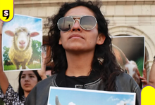 Llama Jauría de Balú a dar certeza a nueva Ley General de Bienestar Animal