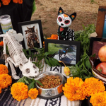 Bienestar animal se suma a la Fiesta de los Muertos 2026 en La Floresta