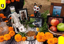 Bienestar animal se suma a la Fiesta de los Muertos 2026 en La Floresta