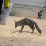 Zorra con rabia aparece en supermercado de Cancún
