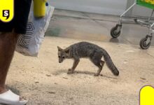 Zorra con rabia aparece en supermercado de Cancún