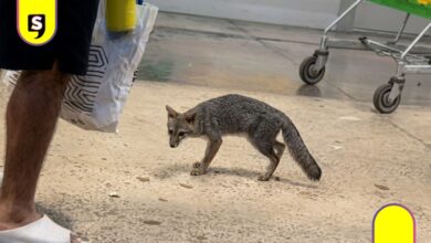 Zorra con rabia aparece en supermercado de Cancún