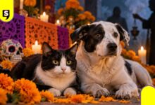 rituales con perros y gatos en Día de Muertos